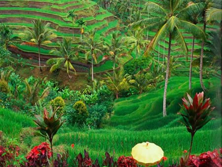 There is no life outside Ubud  - and if there is, itâ€™s not the same