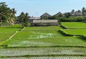 Ubud Villa for rent
